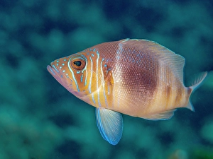 Reef Fish Prints: Barred Hamlet (Hypoplectrus puella), Grand Cayman, Cayman Islands, British West Indies