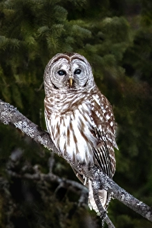 Strigidae Prints: Barred Owl perched on a tree in Ontario, Canada