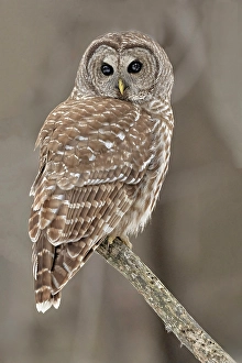 Strigidae Prints: Barred Owl perched on a tree in Ontario, Canada