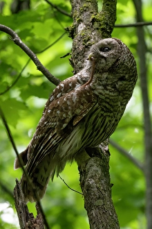 Strigidae Prints: Barred Owl perched on a tree in Ontario, Canada
