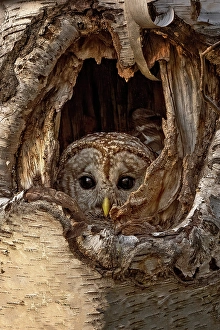 Owls Prints: Barred Owl perched in a tree and peaking out in Ontario, Canada