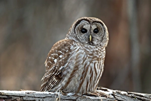 Strigidae Prints: A barred owl sits on a log in winter in Ontario Canada