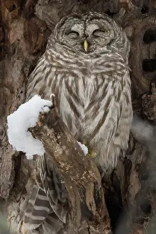 A barred owl sleeps in.a snow covered tree in Ontario Canada