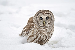 Strigidae Prints: A barred owl in the snow in Ontario Canaada