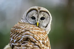 Ambush Predator Prints: Barred owl (Strix varia) Backyard winter visitor hunting in the vicinity of a bird feeder