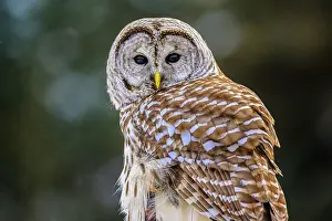 Ambush Predator Prints: Barred owl (Strix varia) Backyard winter visitor hunting in the vicinity of a bird feeder