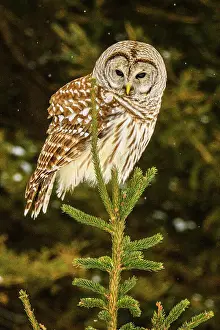 Backyards Prints: Barred owl (Strix varia) Backyard winter visitor hunting in the vicinity of a bird feeder