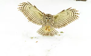 Backyards Prints: Barred owl (Strix varia) in flight. Greater Sudbury, Ontario, Canada