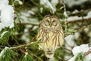 Ambush Predator Prints: Barred owl (Strix varia), Greater Sudbury, Ontario, Canada
