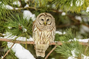 Backyards Prints: Barred owl (Strix varia), Greater Sudbury, Ontario, Canada