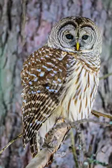 Solitary Prints: Barred owl (Strix varia), Greater Sudbury, Ontario, Canada