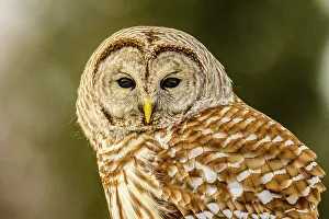Close Ups Prints: Barred Owl (Strix varia) Hunting near deck, Greater Sudbury, Ontario, Canada