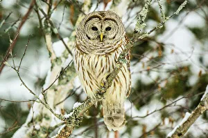 Ambush Predator Prints: Barred owl (Strix varia) Hunting in winter, Greater Sudbury, Ontario, Canada