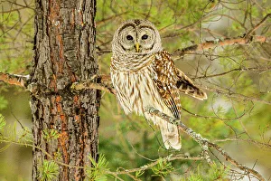 Forest Ecosystem Prints: Barred owl (Strix varia) Hunting in winter, Greater Sudbury, Ontario, Canada