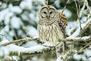 Backyards Prints: Barred owl (Strix varia) Hunting in winter, Greater Sudbury, Ontario, Canada