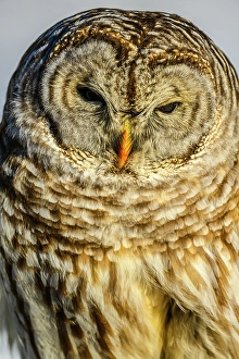 Woodlands Prints: Barred owl (Strix varia) hunting in winter, Greater Subdury, Ontario, Canada