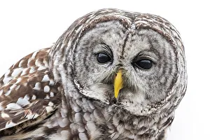 Barred Owl (strix varia), Oshawa, Ontario, Canada