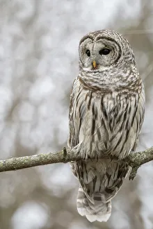Portrait Format Prints: Barred Owl (Strix varia), Oshawa, Ontario, Canada