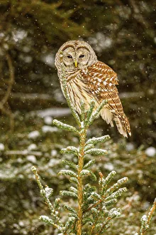Backyards Prints: Barred owl (Strix varia) Perched in a winter tree, Greater Sudbury, Ontario, Canada