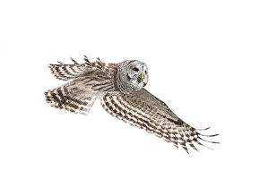 Birds In Flight Prints: Barred Owl (Strix varia), Thornton, Ontario, Canada