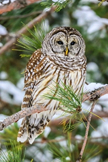 Woodlands Prints: Barred owl (Strix varia) winter, Greater Sudbury, Ontario, Canada