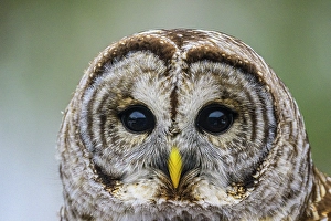 Woodlands Prints: Barred owl (Strix varia) winter, Greater Sudbury, Ontario, Canada
