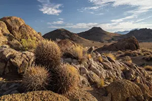 Alabama Hills Prints: Barrel Cactus growing in the desert landscape of the Alabama Hills near Lone Pine