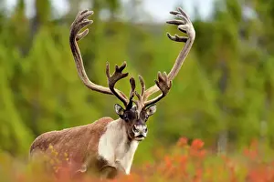 Taiga Prints: Barren Ground caribou (Rangifer tarandus) Bull in fall migration