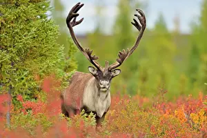 Taiga Prints: Barren Ground caribou (Rangifer tarandus) Bull in fall migration