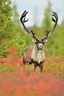 Environmental Prints: Barren Ground caribou (Rangifer tarandus) Bull in fall migration
