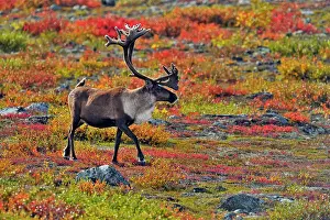 Taiga Prints: Barren Ground caribou (Rangifer tarandus) Bull in fall migration