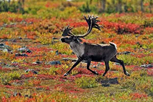 Taiga Prints: Barren Ground caribou (Rangifer tarandus) Bull in fall migration