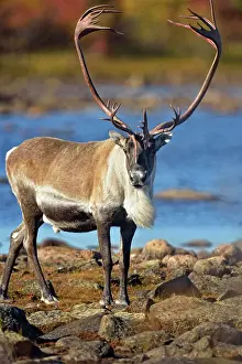 Taiga Prints: Barrenground caribou (Rangifer tarandus groenlandicus) Qamanirjuaq herd bulls in autumn migration near Ennadai Lake
