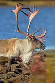 Environmental Prints: Barrenground caribou (Rangifer tarandus groenlandicus) Qamanirjuaq herd bulls in autumn migration near Ennadai Lake
