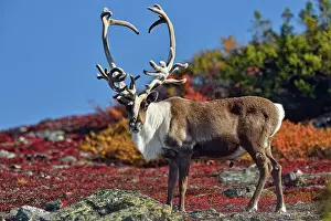 Taiga Prints: Barrenground Caribou (Rangifer tarandus groenlandicus)