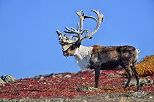 Environmental Prints: Barrenground Caribou (Rangifer tarandus groenlandicus)