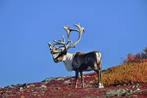 Taiga Prints: Barrenground Caribou (Rangifer tarandus groenlandicus)