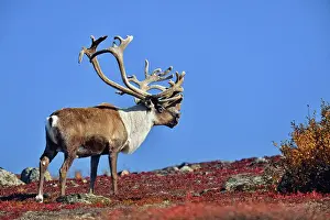 Taiga Prints: Barrenground Caribou (Rangifer tarandus groenlandicus)