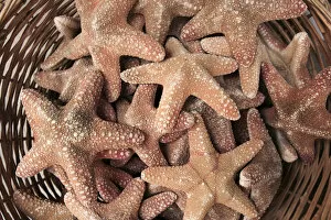 Images Dated 14th December 2010: A basket of Starfishes, Rethymnon Old Town, Crete, Greece
