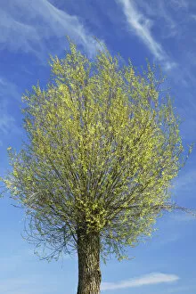 Images Dated 4th March 2021: Basket willow in bloom - Germany, Bavaria, Upper Bavaria, Dachau, Vierkirchen, Rettenbach