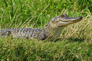 Crocodiles Prints: Basking alligator (Alligator mississipiensis), Cameron Prairie NWR, Louisiana, USA
