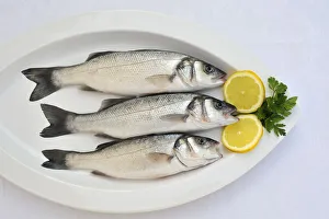 Images Dated 13th October 2011: Bass