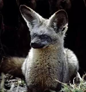 African Animal Gallery: A bat-eared fox at the entrance to its burrow