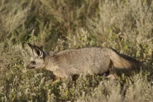 Images Dated 2nd August 2013: Bat-eared fox in the grass of the Serengeti, Tanzania
