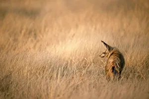 Otocyon Megalotis Prints: Bat Eared Fox, Kalahari Desert, Botswana