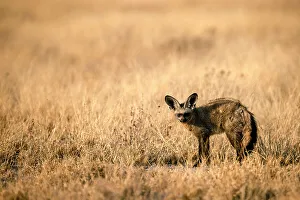Bat Eared Fox, Kalahari Desert, Botswana