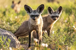 Salt Pans Prints: Bat Eared Fox, Nxai Pan National Park, Botswana