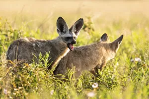 Images Dated 11th April 2022: Bat Eared Fox, Nxai Pan National Park, Botswana