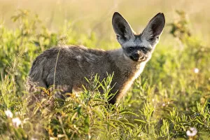 Images Dated 11th April 2022: Bat Eared Fox, Nxai Pan National Park, Botswana