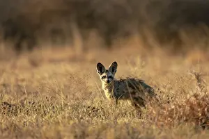 Otocyon Megalotis Prints: A Bat Eared Fox, Nxai Pan National Park, Botswana